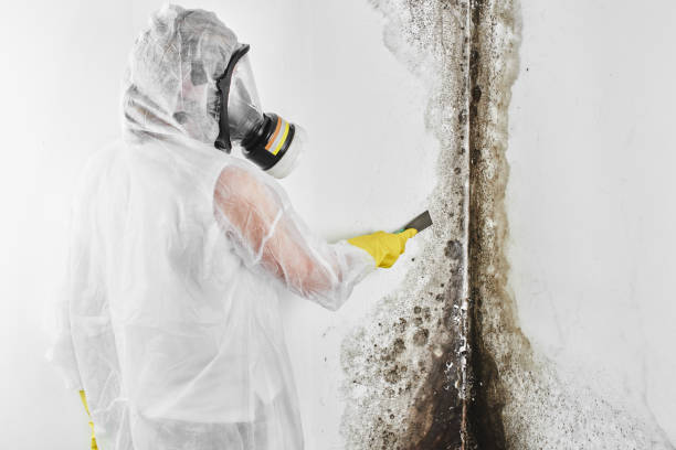 Best Mold Testing and Inspection Services in West Buechel, KY